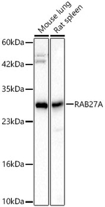 RAB27A Antibody in Western Blot (WB)