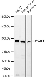 PIWIL4 Recombinant Rabbit Monoclonal Antibody (6J5R1)