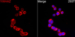 14-3-3 zeta Antibody in Immunocytochemistry (ICC/IF)
