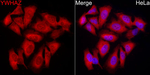 14-3-3 zeta Antibody in Immunocytochemistry (ICC/IF)