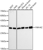 14-3-3 zeta Antibody in Western Blot (WB)