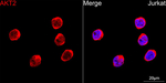 AKT2 Antibody in Immunocytochemistry (ICC/IF)