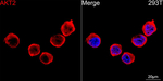 AKT2 Antibody in Immunocytochemistry (ICC/IF)