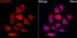 MTHFR Antibody in Immunocytochemistry (ICC/IF)