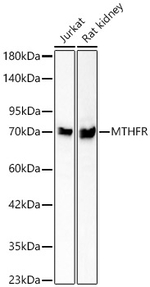 MTHFR Antibody in Western Blot (WB)