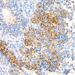 Beta III Tubulin Antibody in Immunohistochemistry (Paraffin) (IHC (P))