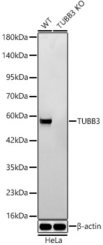 Beta III Tubulin Antibody in Western Blot (WB)