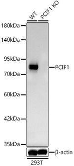 PCIF1 Antibody in Western Blot (WB)