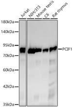 PCIF1 Antibody in Western Blot (WB)
