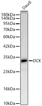 DCK Antibody in Western Blot (WB)