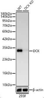 DCK Antibody in Western Blot (WB)