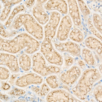 FAM3A Recombinant Rabbit Monoclonal Antibody (8T1F8)