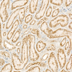 FAM3A Antibody in Immunohistochemistry (Paraffin) (IHC (P))