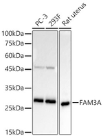 FAM3A Antibody in Western Blot (WB)