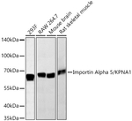 KPNA1 Antibody in Western Blot (WB)