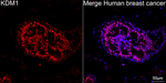LSD1 Antibody in Immunohistochemistry (Paraffin) (IHC (P))