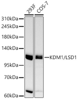LSD1 Antibody in Western Blot (WB)