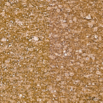 Synapsin 1 Antibody in Immunohistochemistry (Paraffin) (IHC (P))