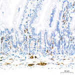 Synapsin 1 Antibody in Immunohistochemistry (Paraffin) (IHC (P))