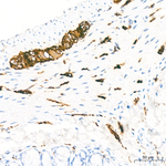 Synapsin 1 Antibody in Immunohistochemistry (Paraffin) (IHC (P))