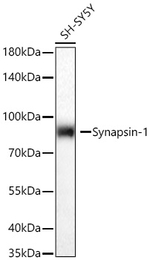 Synapsin 1 Antibody in Western Blot (WB)
