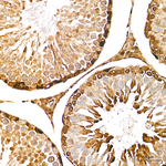 Mgea5 Antibody in Immunohistochemistry (Paraffin) (IHC (P))