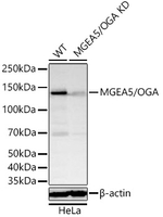 Mgea5 Antibody in Western Blot (WB)