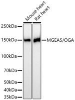 Mgea5 Antibody in Western Blot (WB)