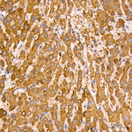 GATM Antibody in Immunohistochemistry (Paraffin) (IHC (P))
