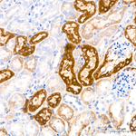 GATM Antibody in Immunohistochemistry (Paraffin) (IHC (P))