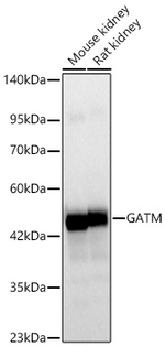 GATM Antibody in Western Blot (WB)