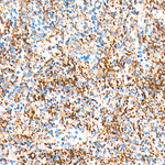 CD9 Antibody in Immunohistochemistry (Paraffin) (IHC (P))
