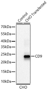 CD9 Antibody in Western Blot (WB)