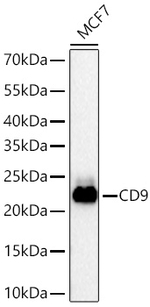 CD9 Antibody in Western Blot (WB)