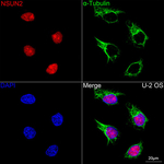 NSUN2 Antibody in Immunocytochemistry (ICC/IF)