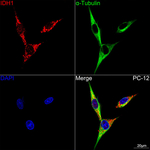IDH1 Antibody in Immunocytochemistry (ICC/IF)