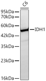 IDH1 Antibody in Western Blot (WB)