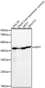 IDH1 Antibody in Western Blot (WB)