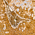 Albumin Antibody in Immunohistochemistry (Paraffin) (IHC (P))