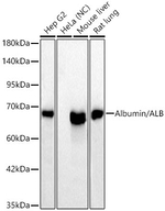 Albumin Antibody in Western Blot (WB)