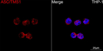 PYCARD Recombinant Rabbit Monoclonal Antibody (1D5G9)
