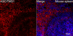 PYCARD Antibody in Immunohistochemistry (Paraffin) (IHC (P))