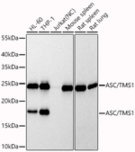 PYCARD Antibody in Western Blot (WB)