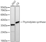 Thymidylate Synthase Antibody in Western Blot (WB)