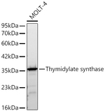 Thymidylate Synthase Antibody in Western Blot (WB)