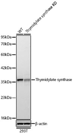 Thymidylate Synthase Antibody in Western Blot (WB)