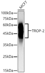 TROP2 Antibody in Western Blot (WB)