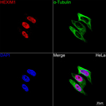 HEXIM1 Antibody in Immunocytochemistry (ICC/IF)