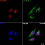 HEXIM1 Antibody in Immunocytochemistry (ICC/IF)