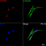 HEXIM1 Antibody in Immunocytochemistry (ICC/IF)